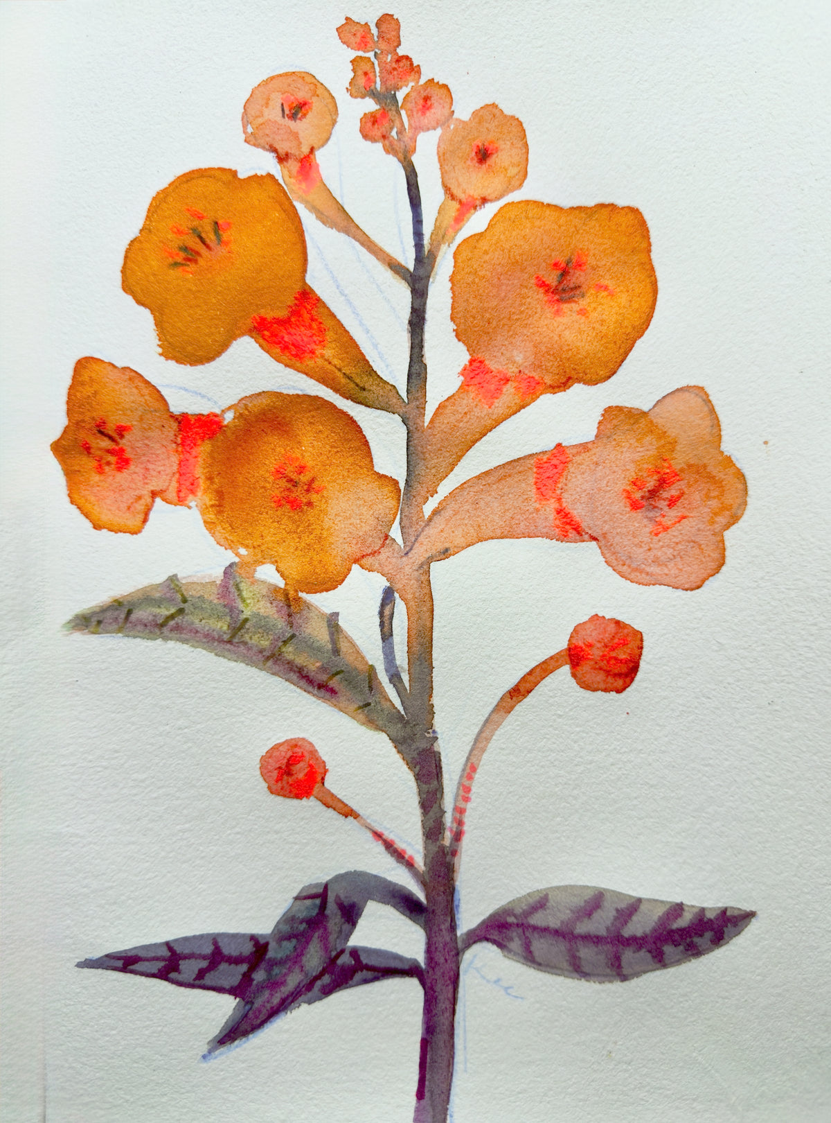 Coral Flower Print